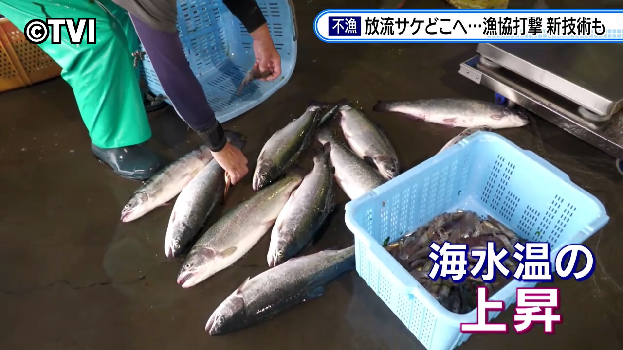 特集】放流サケ戻らず漁業に深刻な打撃 漁業関係者の模索 新技術も 岩手（2024年7月24日掲載）｜TVI NEWS NNN