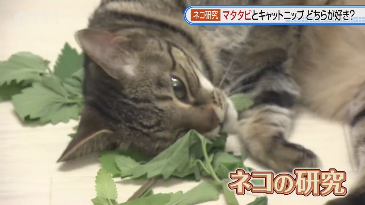 謎に迫る】「なぜネコはエサを食べ残すのか？」「なぜネコはマタタビが