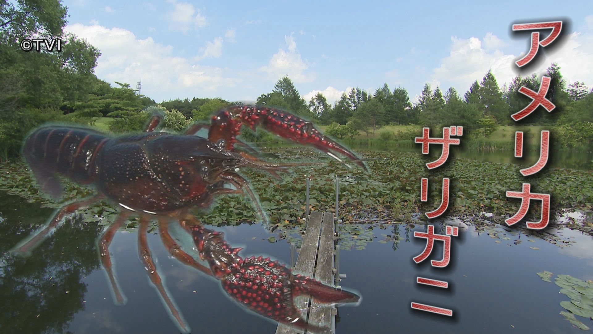 フカボリ】外来種の「アメリカザリガニ」生態系や農業などに影響 捕獲