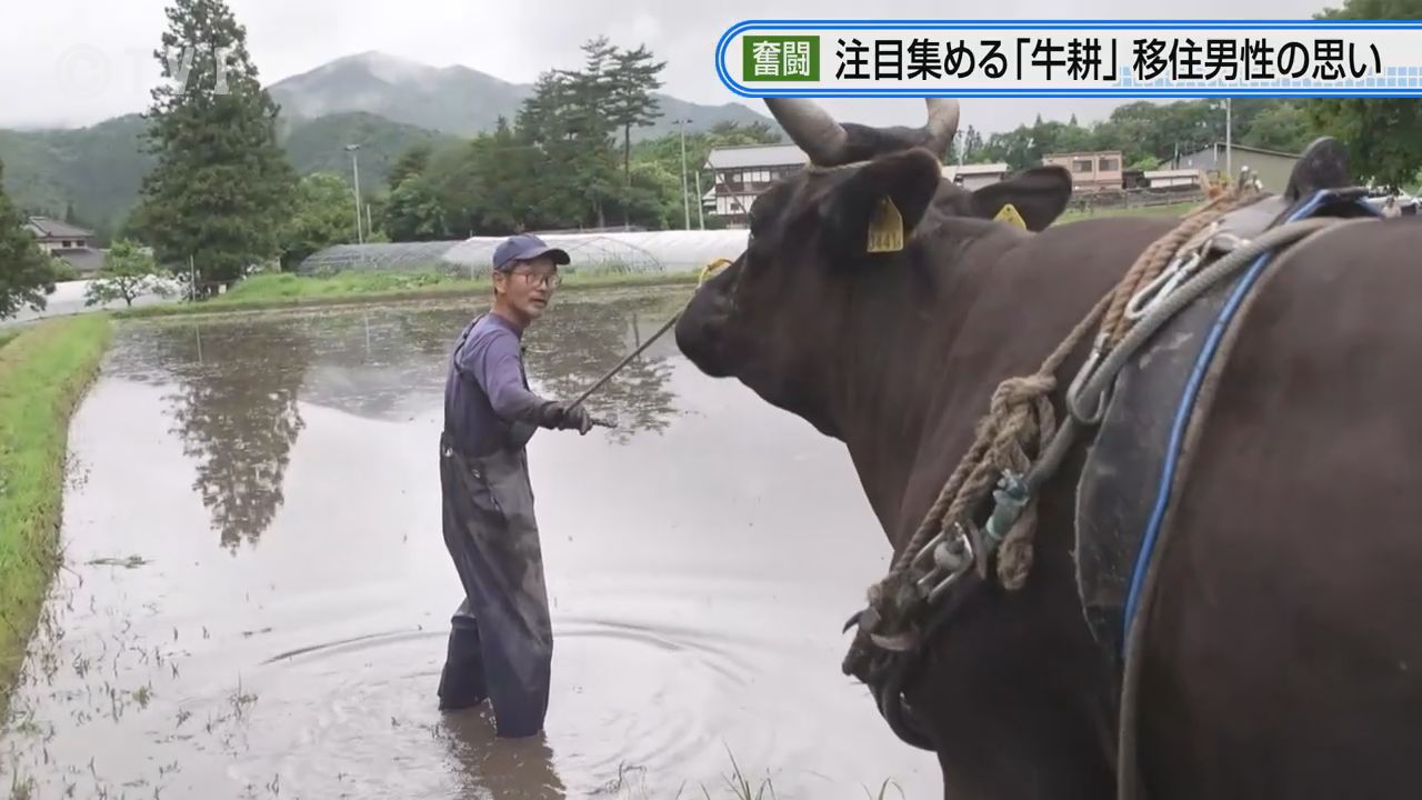 2ページ目 【特集】注目集める「牛耕」 遠野に移住した男性が奮闘 岩手