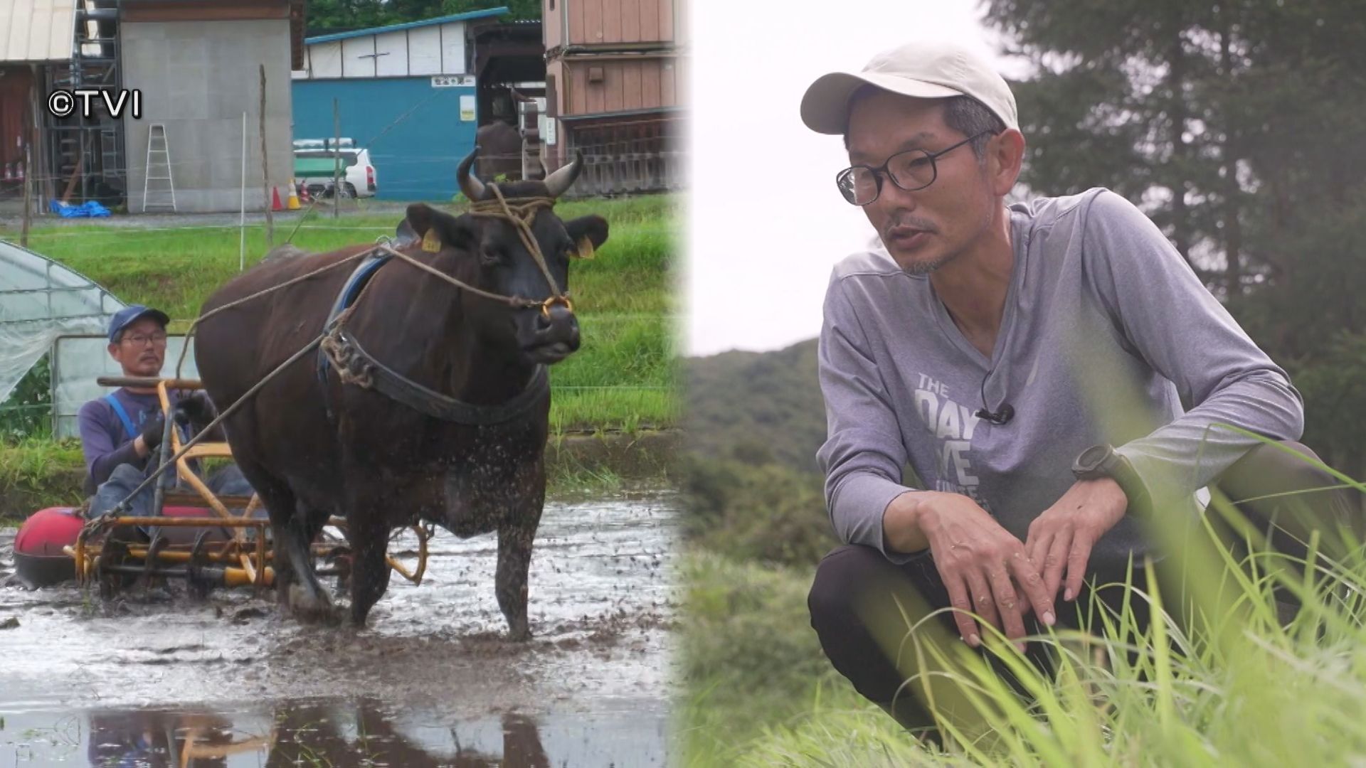 特集】注目集める「牛耕」 遠野に移住した男性が奮闘 岩手（2026年8月7