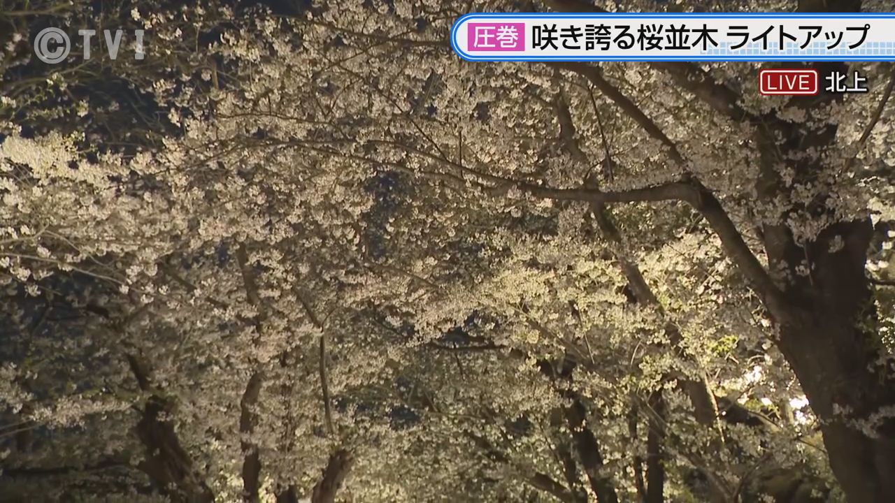 【夜桜中継】北上展勝地　2キロにわたり500本が並ぶ圧巻の光景　岩手県