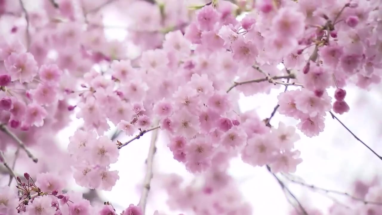 【紅色の花艶やかに】米内浄水場のシダレザクラ一般公開始まる　岩手県盛岡市の桜の名所