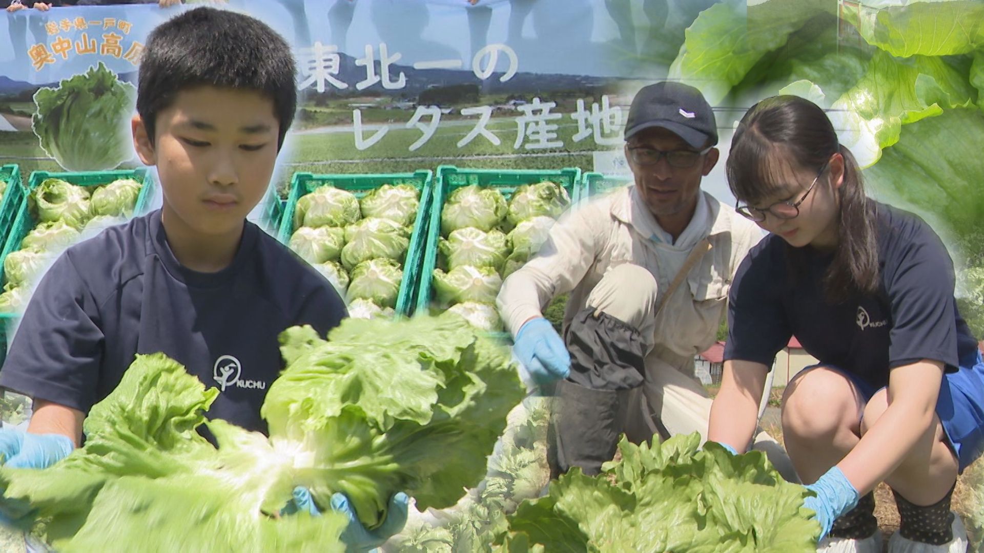 東北一の生産量】「奥中山高原レタス」地元の中学生が収穫 ふるさと