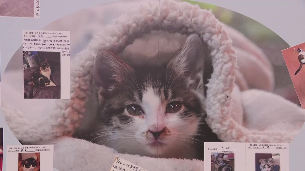 2月22日は「猫の日」　動物愛護についてみんなで考えよう　岩手県盛岡市で初のイベント開催