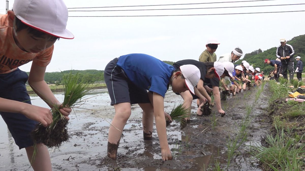 【特集】廃校となる小学校で最後の米作り授業①　岩手・九戸村