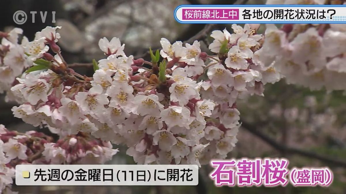 桜前線北上中 岩手の名所の開花状況は？