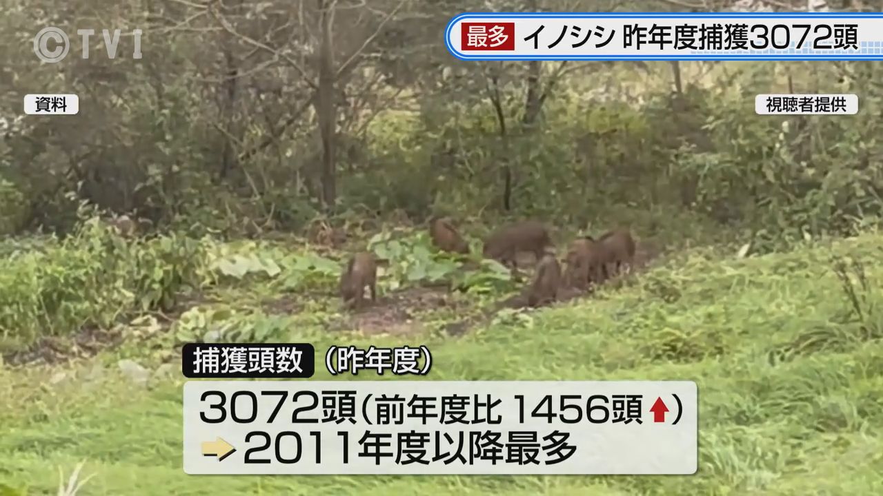 イノシシ捕獲数3072頭 2011年度以降最多に 県内の個体数は6223頭と推定