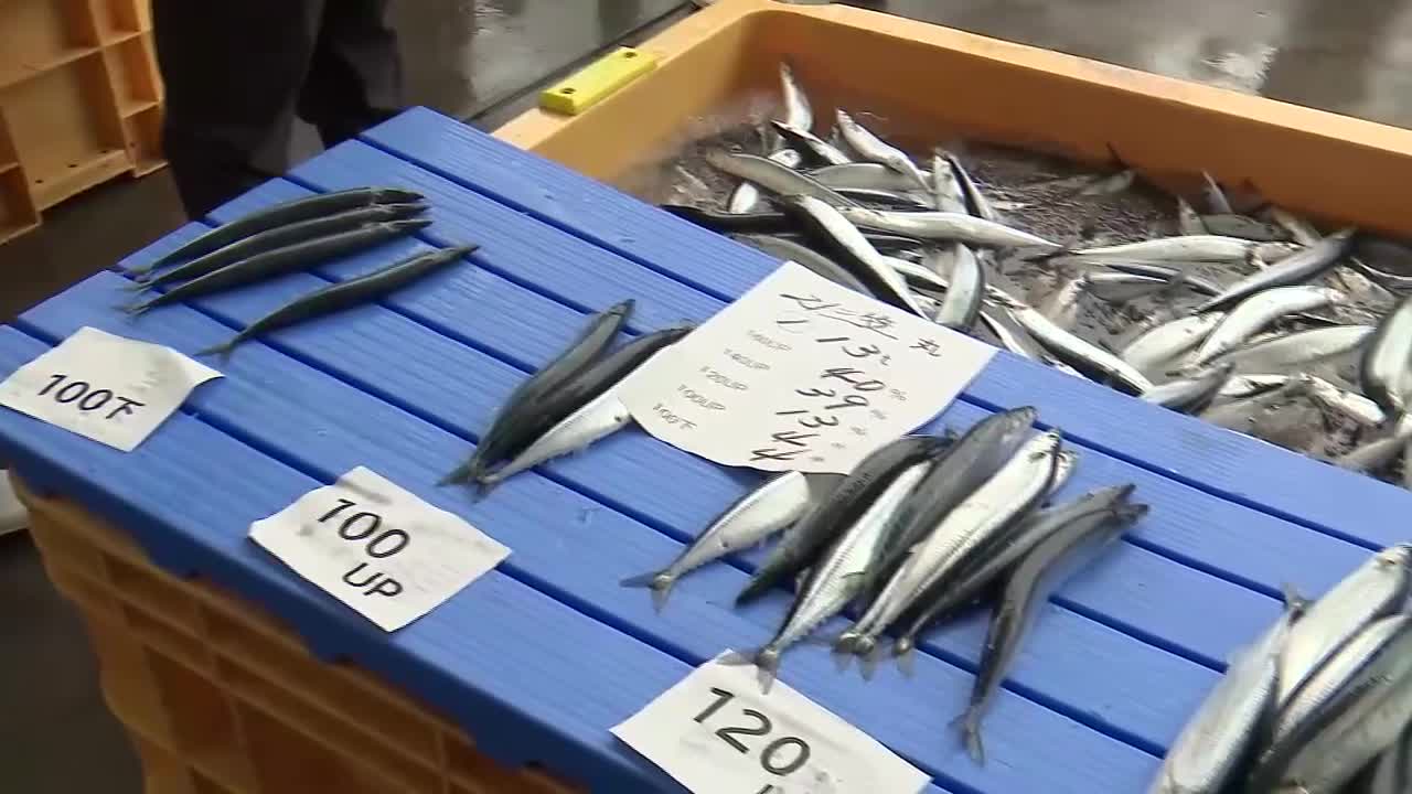 さんま まとめ売り TOMIX】185系 踊り子（強化型スカート）2024年10月発売 | モケイテツ