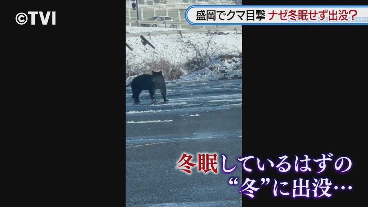 冬休み中の小学校の敷地にクマ侵入　冬になぜ出没？冬眠は？