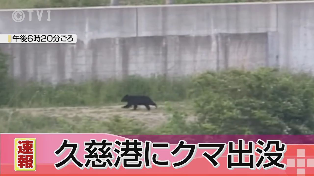 岸壁を疾走するクマの姿が・・・】久慈港でテレビ岩手の