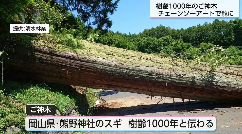 倒れたご神木が竜になって甦る 倒木した樹齢1000年のスギに丹羽