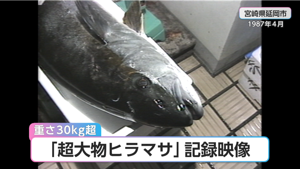 刺身200人分！？重さは通常の3倍！延岡・浦城沖で水揚げされた「31.5kg