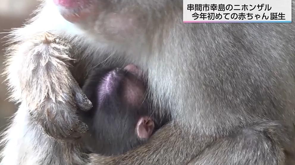 ニホンザルの赤ちゃんの寝顔を撮影 串間市・幸島でことし初めての誕生