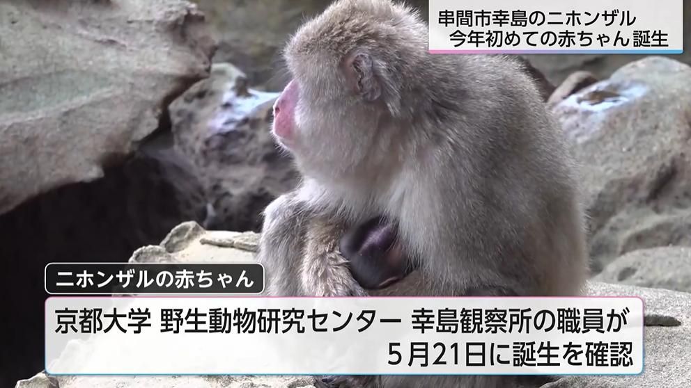 ニホンザルの赤ちゃんの寝顔を撮影 串間市・幸島でことし初めての誕生