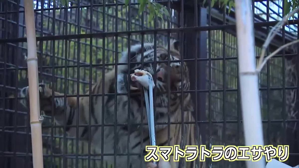 閉園後の動物園を楽しむ！　宮崎市で「トワイライトＺＯＯウォッチャー」
