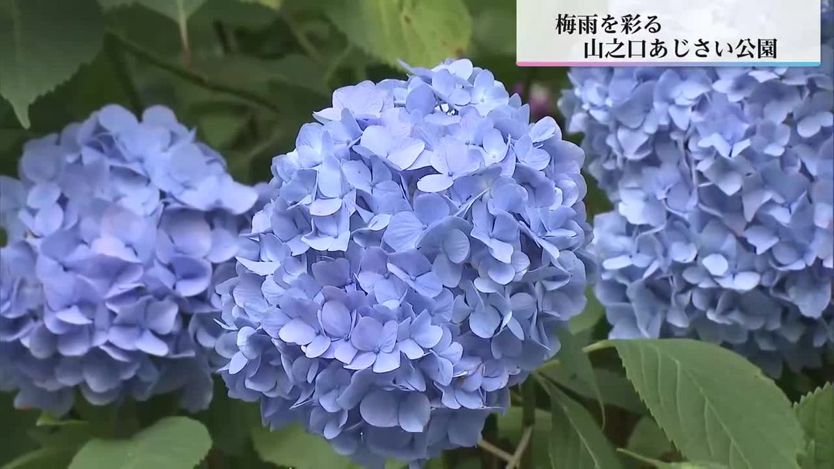 ハート形のアジサイが梅雨を彩る　　都城市山之口町のあじさい園で見頃に