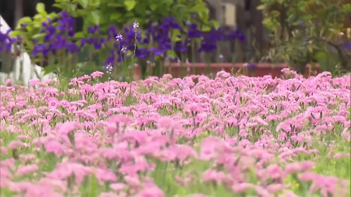 去年夏の猛暑乗り越えて　西都市の民家でナデシコ満開に　