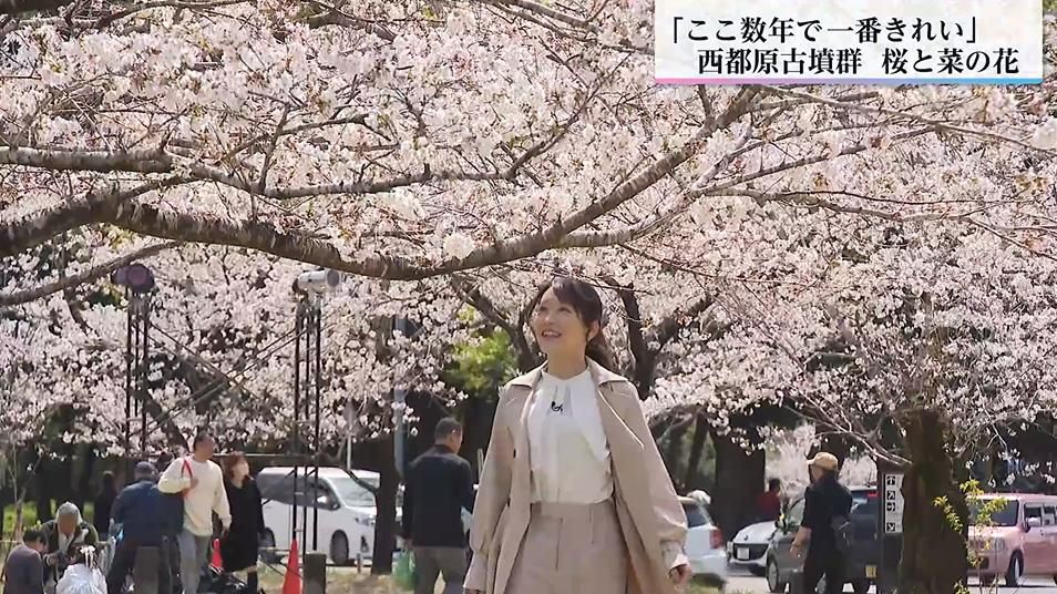 「菜の花、桜、青空の三段染め!」休眠打破で一気に咲き誇る西都原古墳群の桜と菜の花のコラボ「ここ数年で一番きれい」との声も 古木の維持管理にAI活用の新サービスも登場