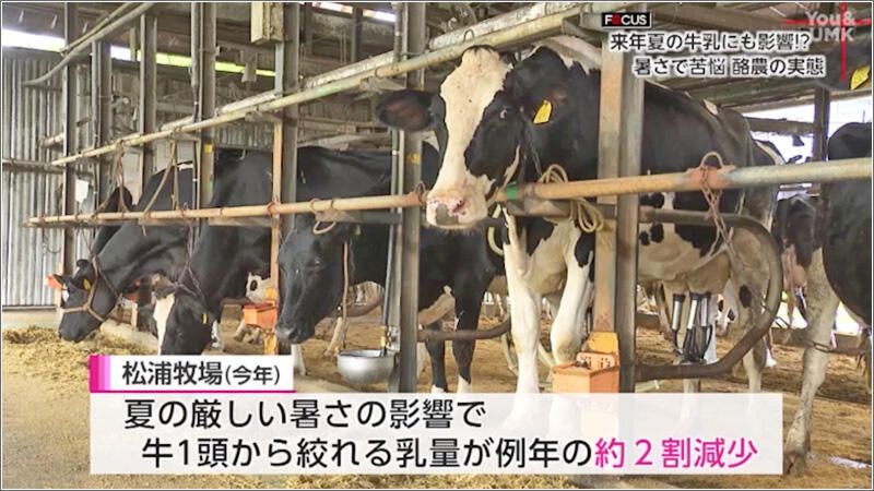 夏の暑さで１頭あたりの乳量が約2割減少　酪農家の苦悩