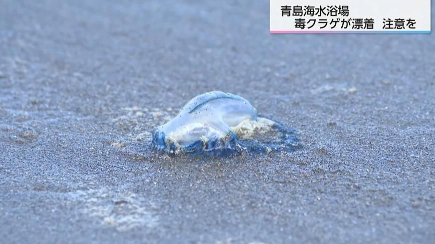 見た目はきれいだが死んでいても毒があるクラゲ「カツオノエボシ」が