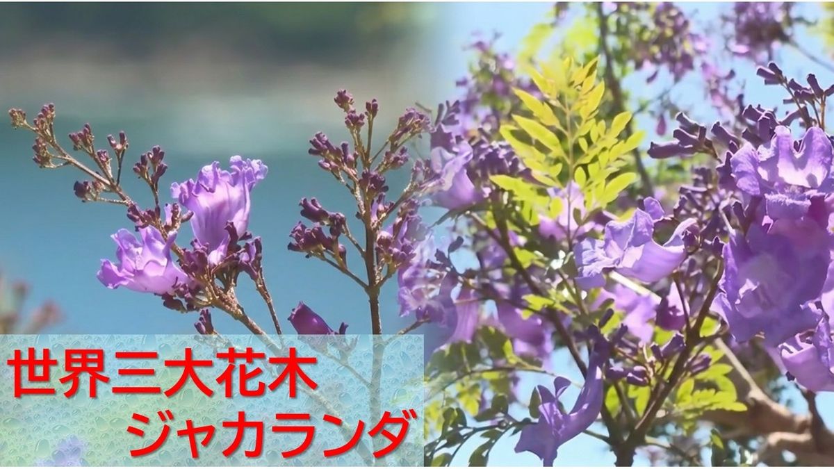 過去最高の花つき！世界三大花木「ジャカランダ」が見頃 青紫の花に