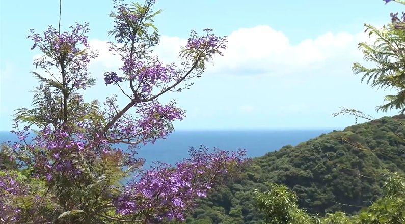 過去最高の花つき！世界三大花木「ジャカランダ」が見頃 青紫の花に