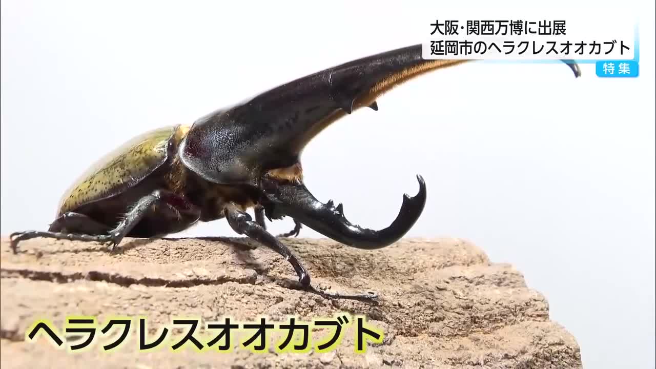 ブリード撤退❗20万以上の価値あり❗超優良血統❗カブトムシ