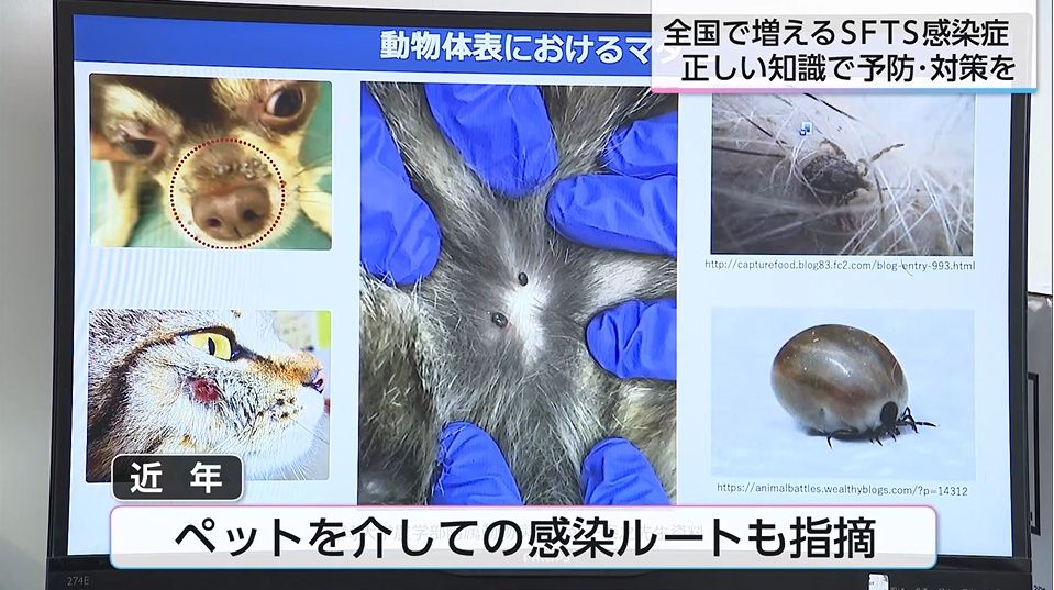 2ページ目 庭先で…ペットから… 致死率30%・マダニが媒介する感染症