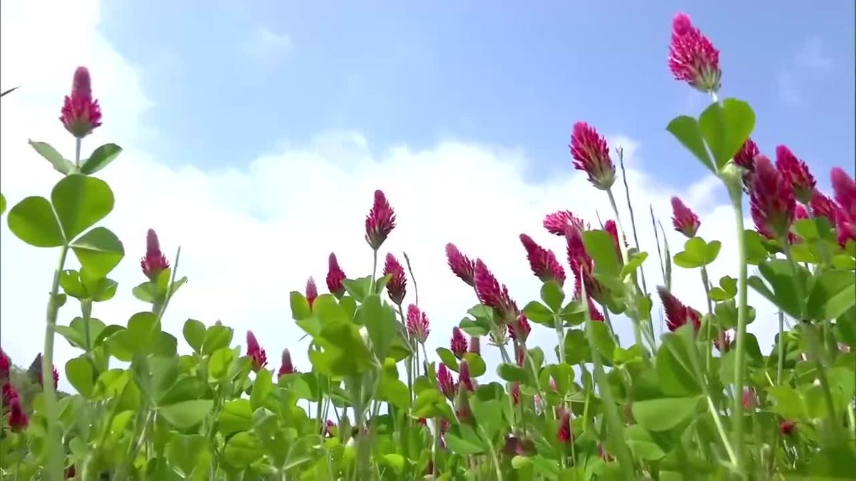 日南市の田園地帯を彩る　「ストロベリーキャンドル」満開に