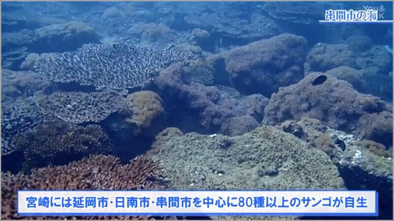 宮崎でもサンゴの白化を確認　専門家「4回目の世界大規模の白化」　宮崎の海には沖縄に匹敵するほど多様なサンゴが生息