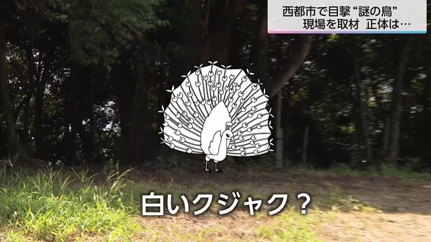 白いクジャクのような鳥を目撃した」体長50～70センチで「ホッホー」と
