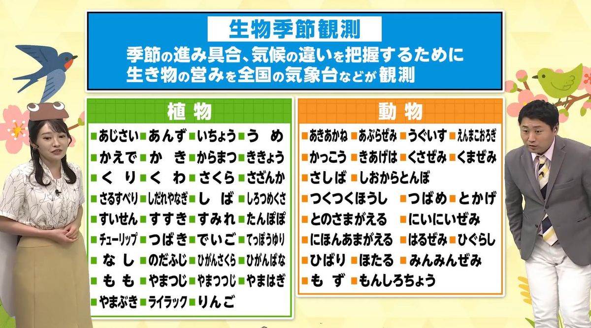 梅雨明けが早まるかも？「セミの初鳴き」から梅雨明けが予報できる 