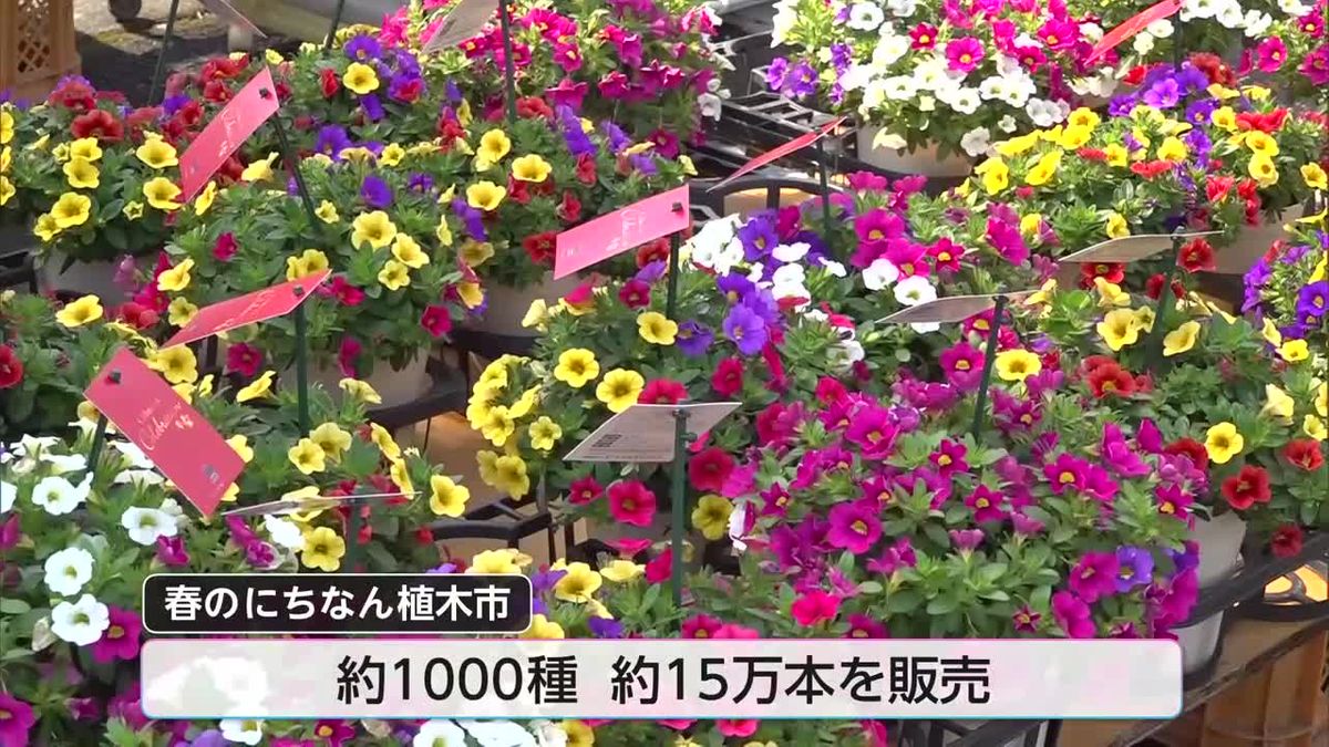 恒例の「春のにちなん植木市」60回目を迎える　後継者不足に悩みも「植木市が消えぬよう頑張ります」