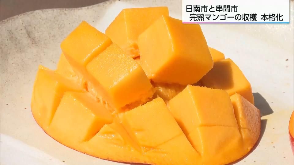 みやざき完熟マンゴーが初競り52万5000円「マンゴー食べてにっこり」太陽の恵みと愛情をいっぱい浴びたマンゴーの季節が到来
