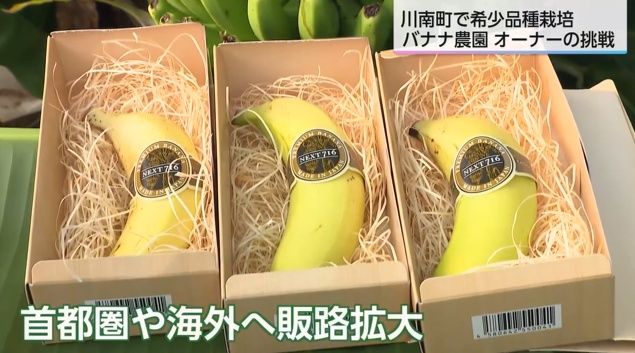 国内流通わずか0.1%の希少品種バナナを栽培 農園オーナーの情熱と挑戦