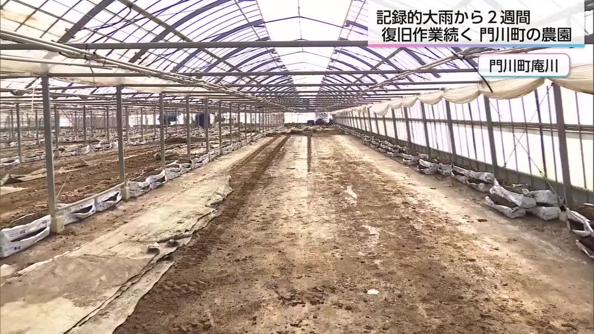 記録的大雨から２週間　門川町のミニトマト農家　農園の復旧作業続く