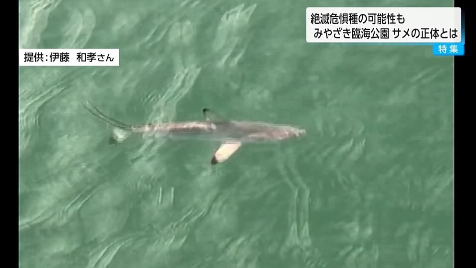 臨海公園で1メートル級サメ目撃 宮崎市民「海水浴場も近く怖い」 専門