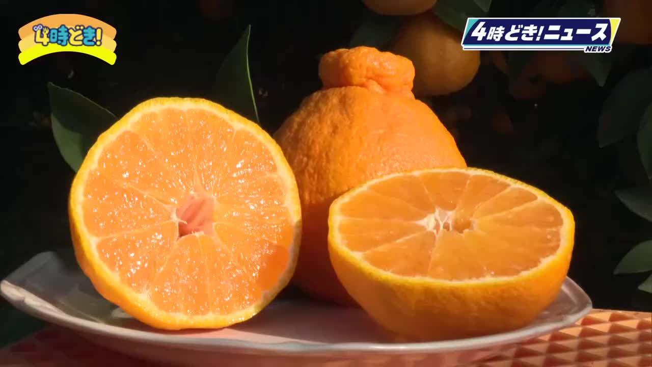 贈答用として人気 ハウス「不知火」の収穫が本格化（2025年12月15日