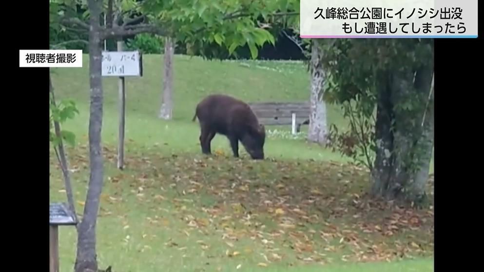 「イノシシは時速40km以上で走る」宮崎市の公園に出没!もしバッタリ出会ってしまったらどうやって逃げればいい?専門家に聞いた