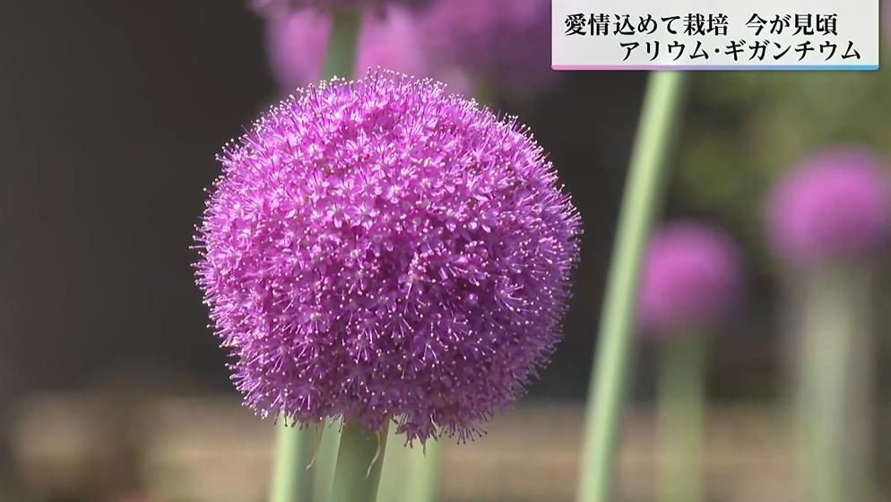 可憐な花「アリウム・ギガンチウム」はマリモみたいな紫の球体 10株から200株まで増やした男性「育てがいある」【宮崎発】