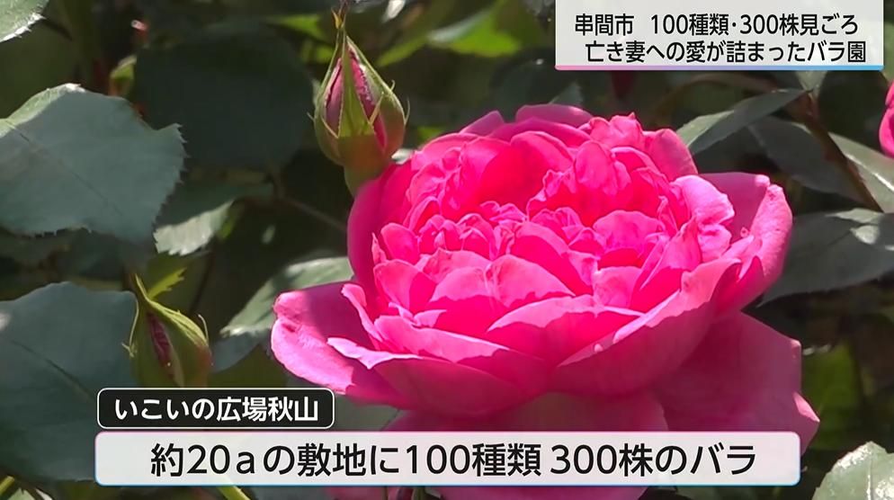 多くの人に愛されるバラ園で亡き妻に贈るバラが咲き誇る「妻の好きなバラが咲いた」