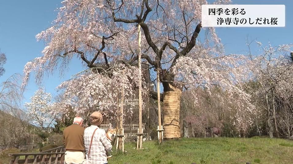 四季を通じて人々の胸を打つ「しだれ桜」の優美で壮大な姿 江戸時代に京都から持ち帰った苗木を代々守り続ける住職の想い「永遠に生きて欲しい」