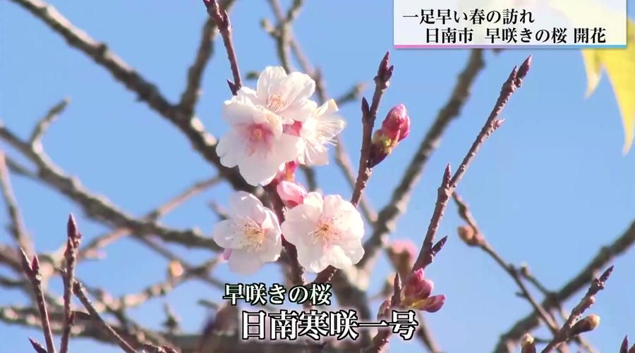 宮崎・日南市が魅せる“早咲き桜のリレー” 12月末から2月まで「日南寒咲