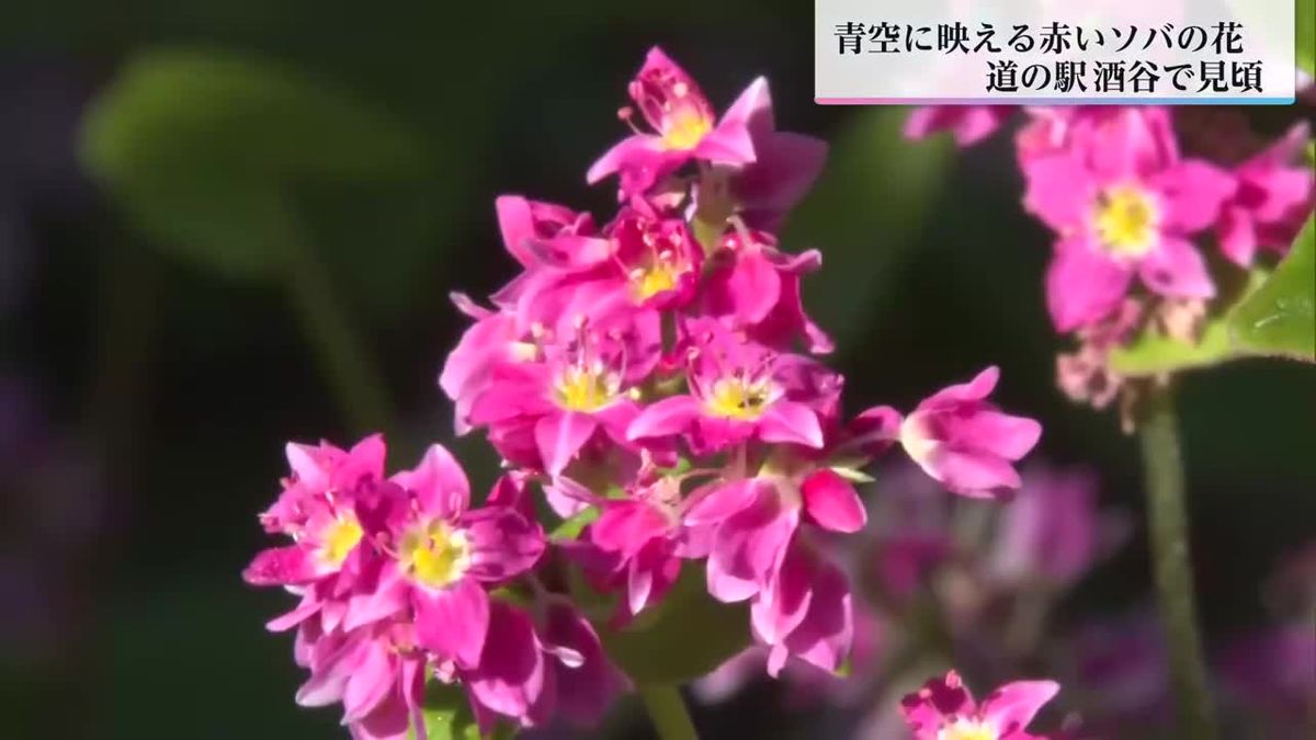 赤いソバの花が見頃　日南市酒谷