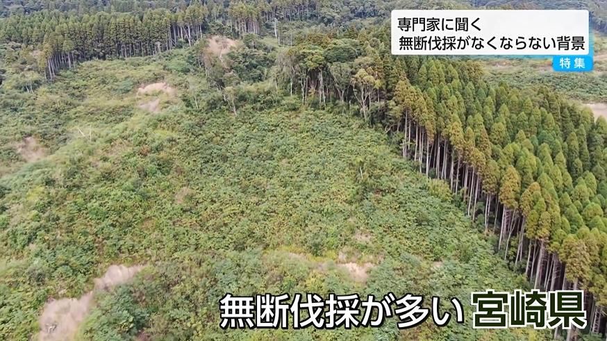 激怒しかありません」宮崎で相次ぐ山林無断伐採の実態 ー被害者の悲痛