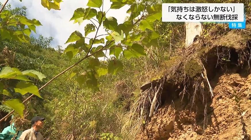 3ページ目 「激怒しかありません」宮崎で相次ぐ山林無断伐採の実態 ー