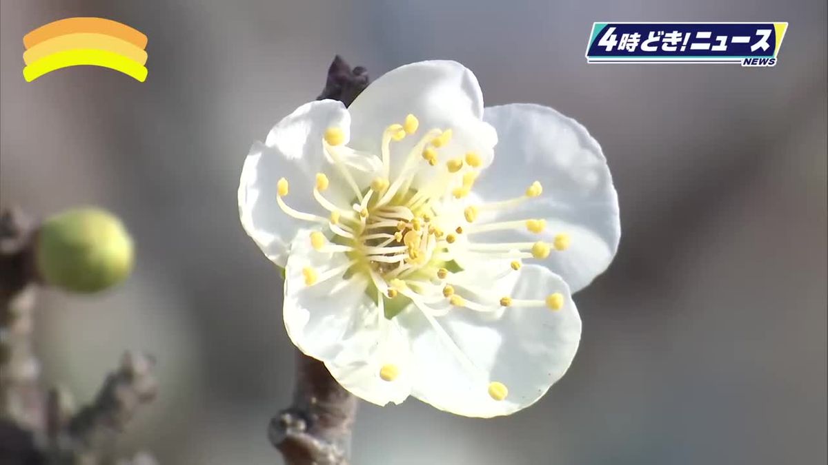 春の陽気に誘われて…宮崎市で梅が開花　去年より３日遅い発表