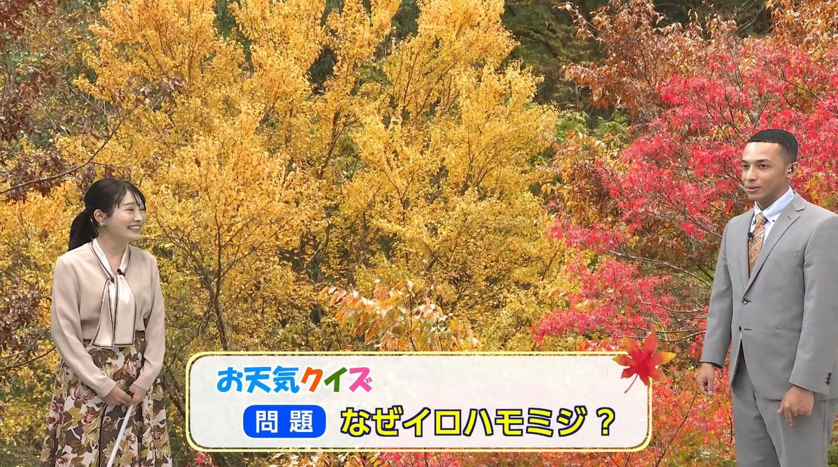 紅葉スイッチ”は最低気温8℃以下 “イロハモミジ”の名前の由来は葉の数え