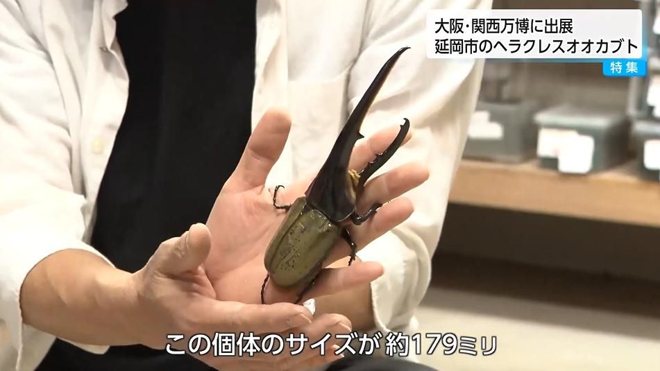 最大179ミリ こだわりの方法で育てた個体が世界を驚かせる 最大179ミリ こだわりの方法で育てた個体が世界を驚かせる